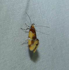 Epicallima argenticinctella