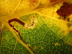 Stigmella salicis