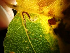 Stigmella salicis