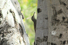 Xiphorhynchus flavigaster