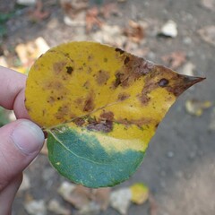 Stigmella salicis