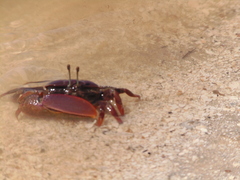 Uca maracoani