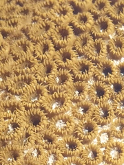 Palythoa caribaeorum