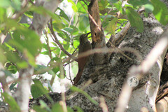 Xiphorhynchus flavigaster