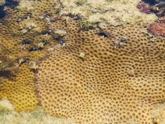 Siderastrea stellata