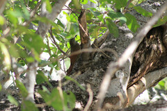 Xiphorhynchus flavigaster