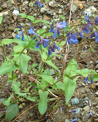 Penstemon wilcoxii
