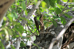 Xiphorhynchus flavigaster