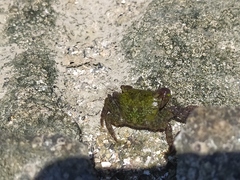 Pachygrapsus transversus