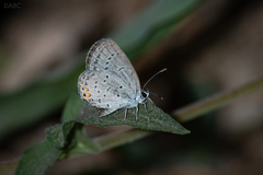 Cupido comyntas texana