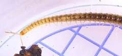Henia vesuviana
