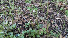 Cardamine californica