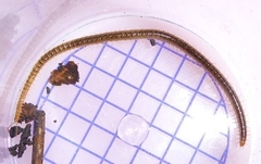 Henia vesuviana