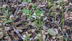Cardamine californica