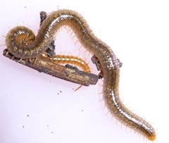Henia vesuviana