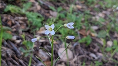 Cardamine californica