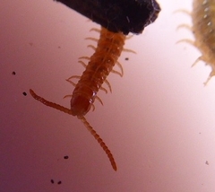 Henia vesuviana