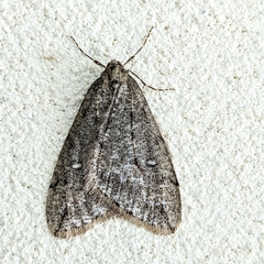 Paleacrita merriccata