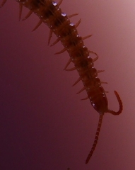 Henia vesuviana