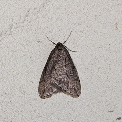 Paleacrita merriccata