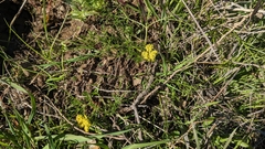 Lomatium utriculatum