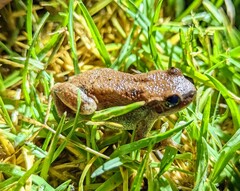 Litoria rubella