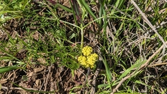 Lomatium utriculatum