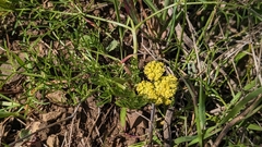 Lomatium utriculatum
