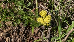 Lomatium utriculatum