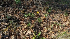 Ranunculus californicus