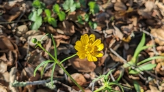 Ranunculus californicus