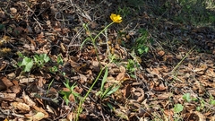 Ranunculus californicus