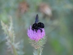 Bombus pauloensis