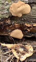 Trichoderma peltatum