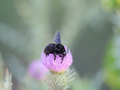 Bombus pauloensis