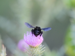 Bombus pauloensis
