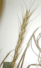 Elymus × ebingeri