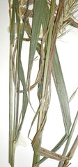 Elymus × ebingeri