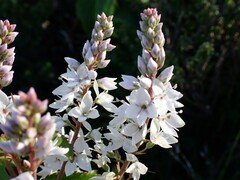 Veronica derwentiana