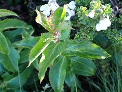 Veronica derwentiana