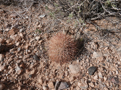 Echinomastus johnsonii