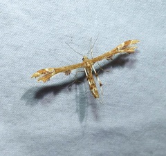 Geina tenuidactylus