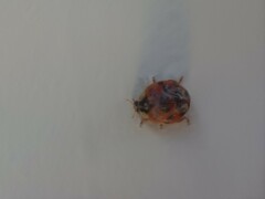 Harmonia axyridis