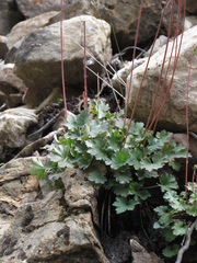 Heuchera parvifolia