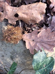 Andricus caputmedusae