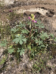 Lupinus stiversii