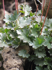 Heuchera parvifolia