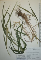 Elymus macgregorii
