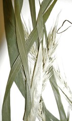 Elymus macgregorii