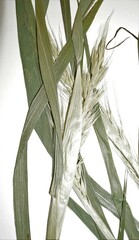 Elymus macgregorii